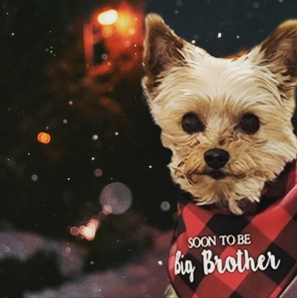 Soon to be big brother bandana - Picture 2 of 3